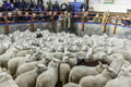 First prize store lambs at Longtown Mart October 13th 2015